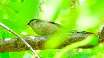 エナガ 馬見丘陵公園 2024年4月20日(土)