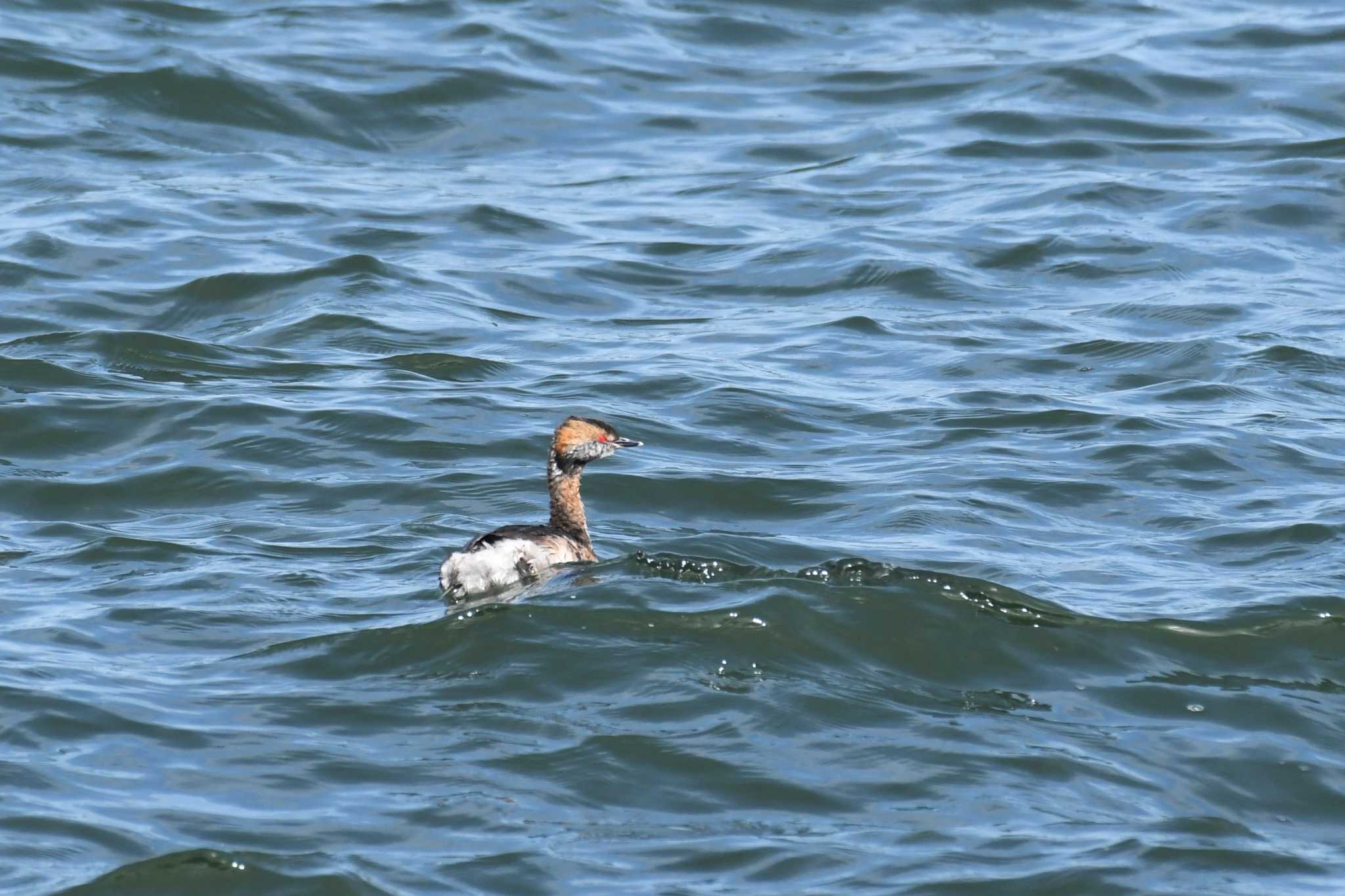 Photo of Horned Grebe at 蕪島(青森県) by 岸岡智也