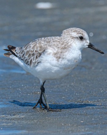 Sanderling Sambanze Tideland Sun, 9/10/2023