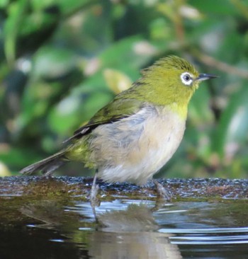 Warbling White-eye 権現山(弘法山公園) Sat, 4/20/2024