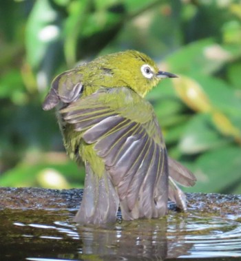 Warbling White-eye 権現山(弘法山公園) Sat, 4/20/2024