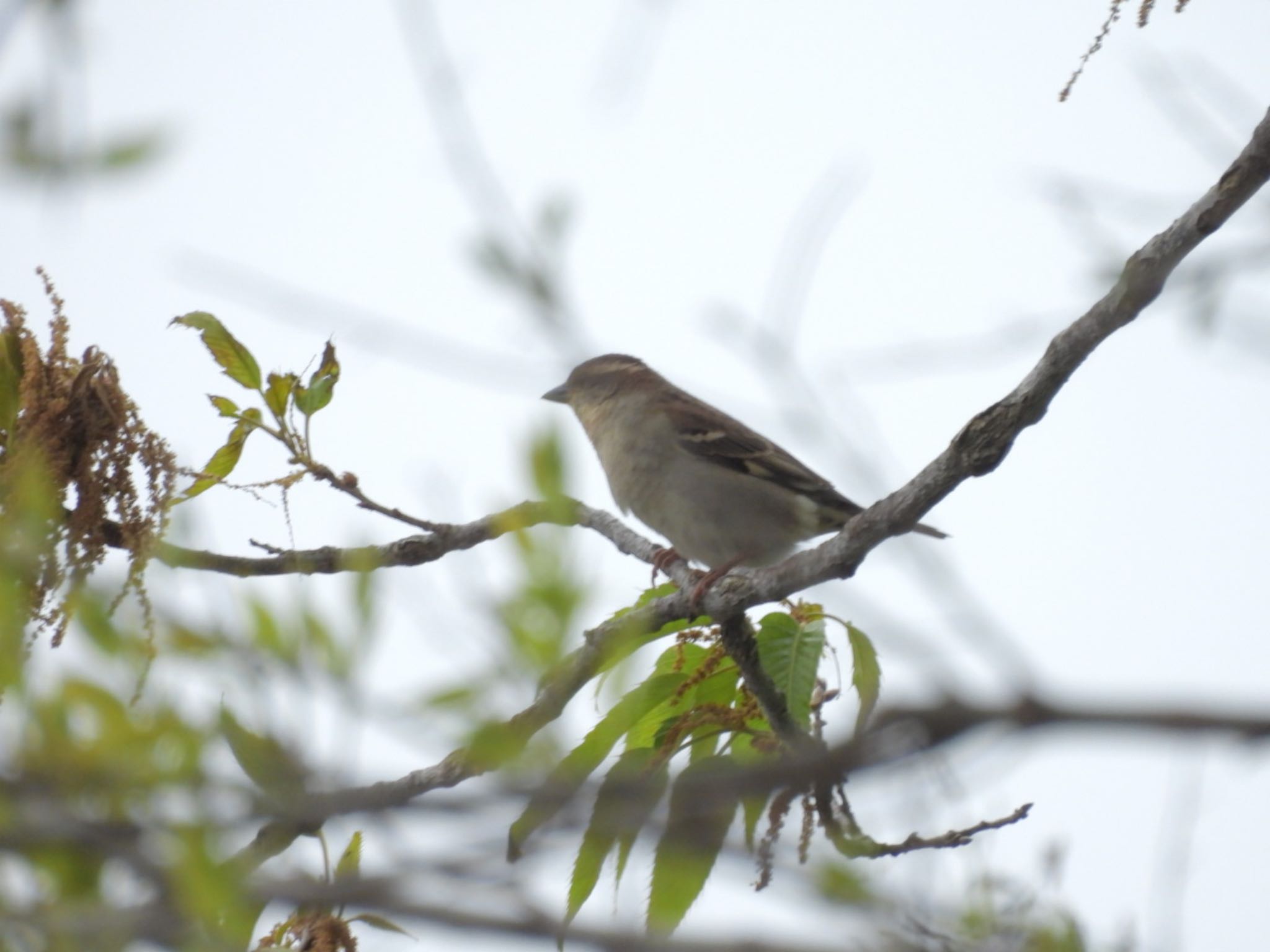 Russet Sparrow