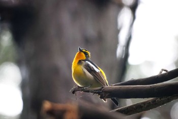 Narcissus Flycatcher Unknown Spots Mon, 4/22/2024