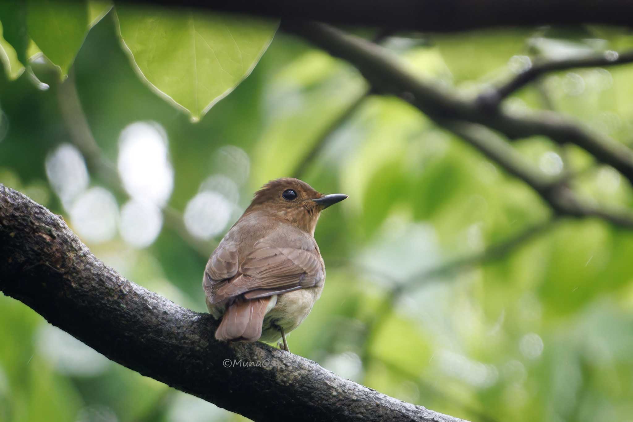 Photo of Blue-and-white Flycatcher at 福岡県 by MunaOsa