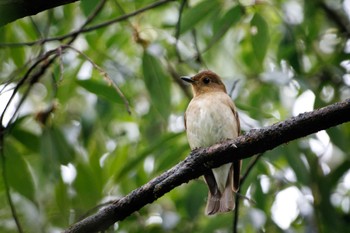 Blue-and-white Flycatcher Unknown Spots Mon, 4/22/2024