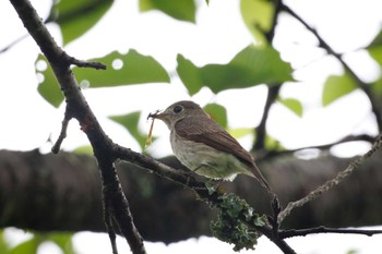 Asian Brown Flycatcher Unknown Spots Mon, 4/22/2024