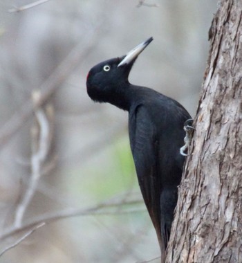 Black Woodpecker Makomanai Park Sun, 4/21/2024