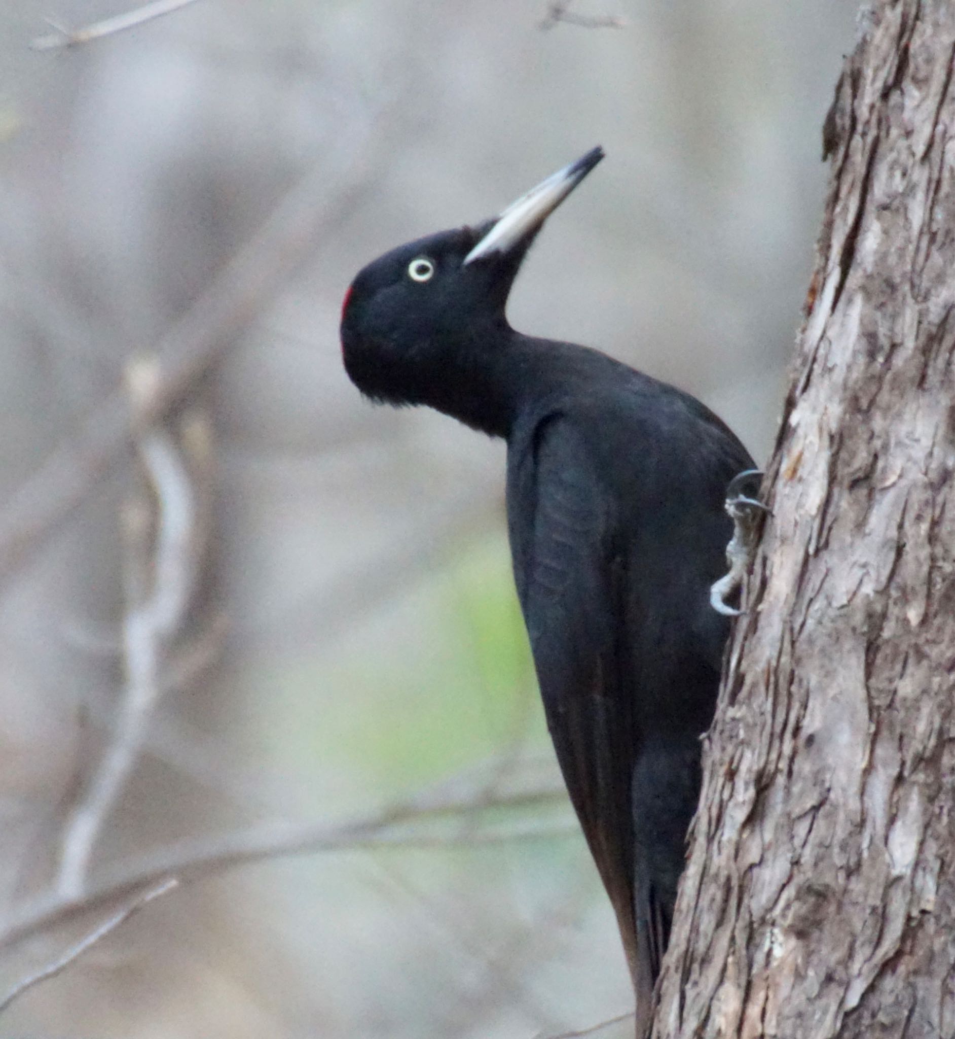 Photo of Black Woodpecker at Makomanai Park by xuuhiro