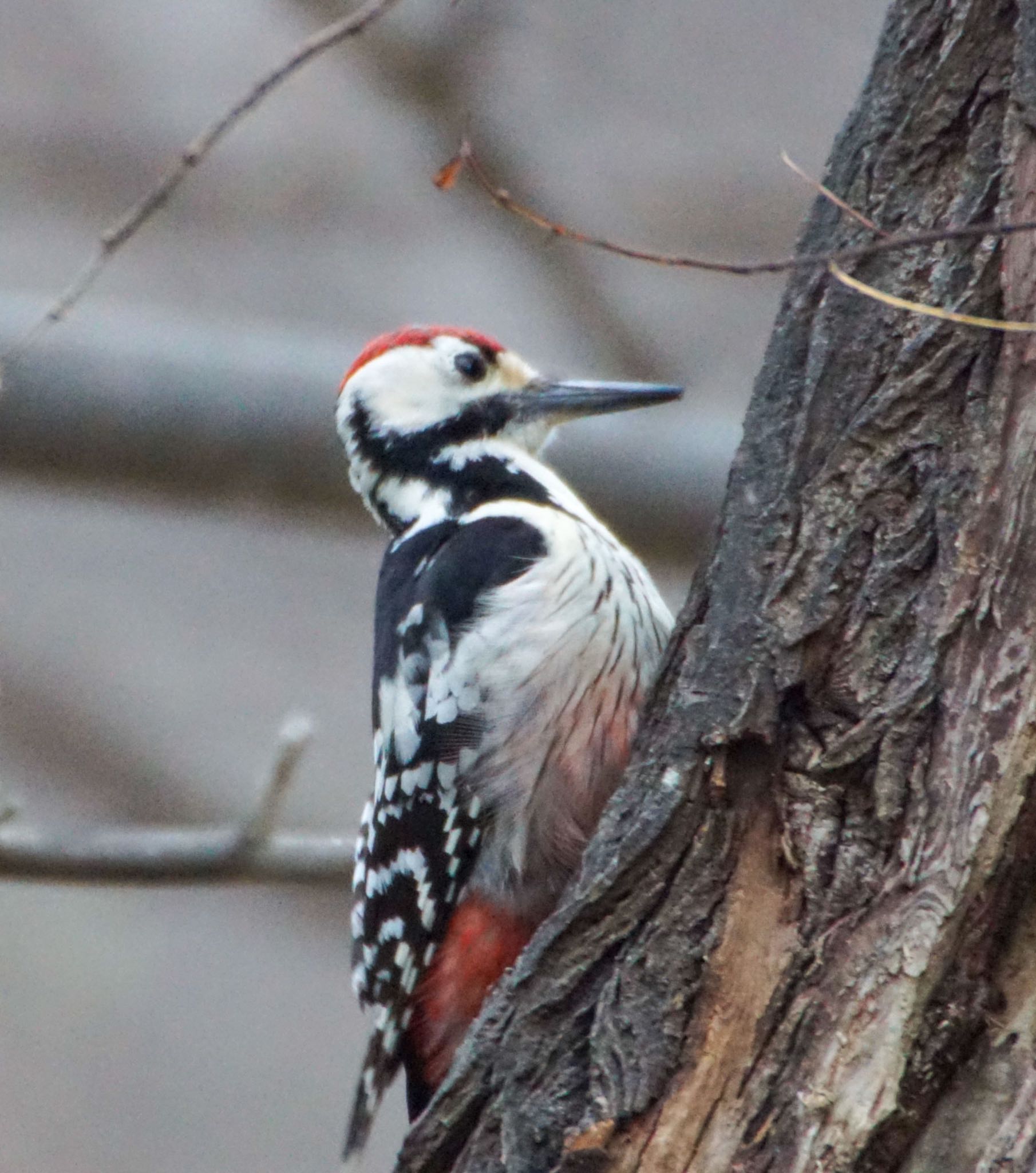 Photo of White-backed Woodpecker(subcirris) at 真駒内川 by xuuhiro