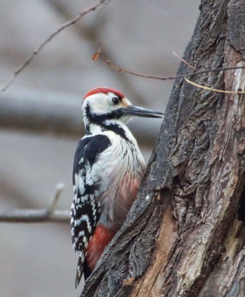 White-backed Woodpecker(subcirris) 真駒内川 Sun, 4/21/2024