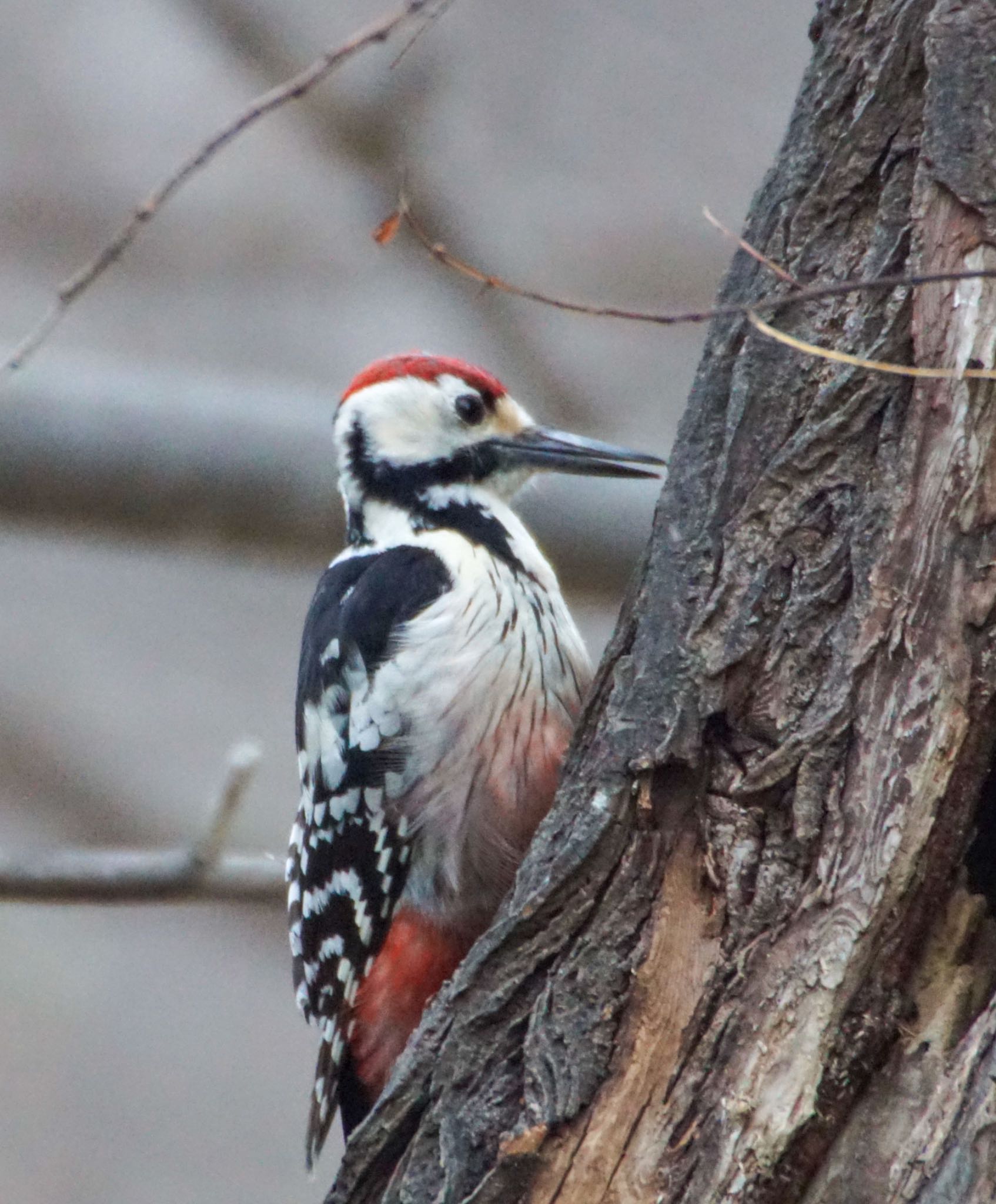 Photo of White-backed Woodpecker(subcirris) at 真駒内川 by xuuhiro