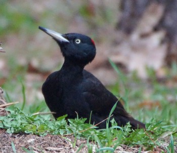 Black Woodpecker 真駒内川 Sun, 4/21/2024