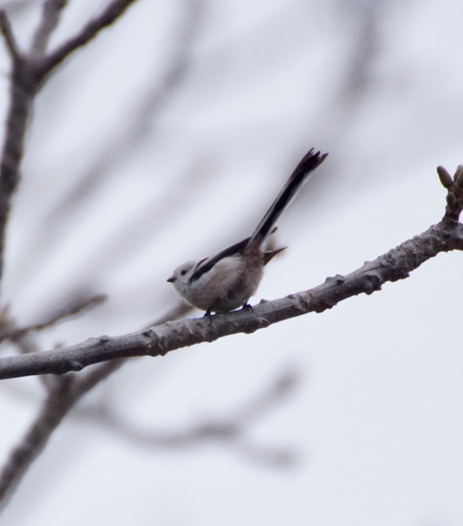 Photo of Long-tailed tit(japonicus) at 真駒内川 by xuuhiro