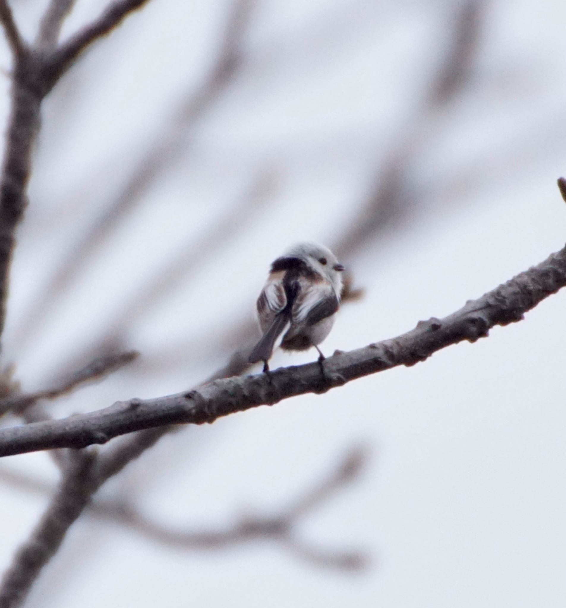 Photo of Long-tailed tit(japonicus) at 真駒内川 by xuuhiro