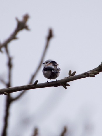 Long-tailed tit(japonicus) 真駒内川 Sun, 4/21/2024