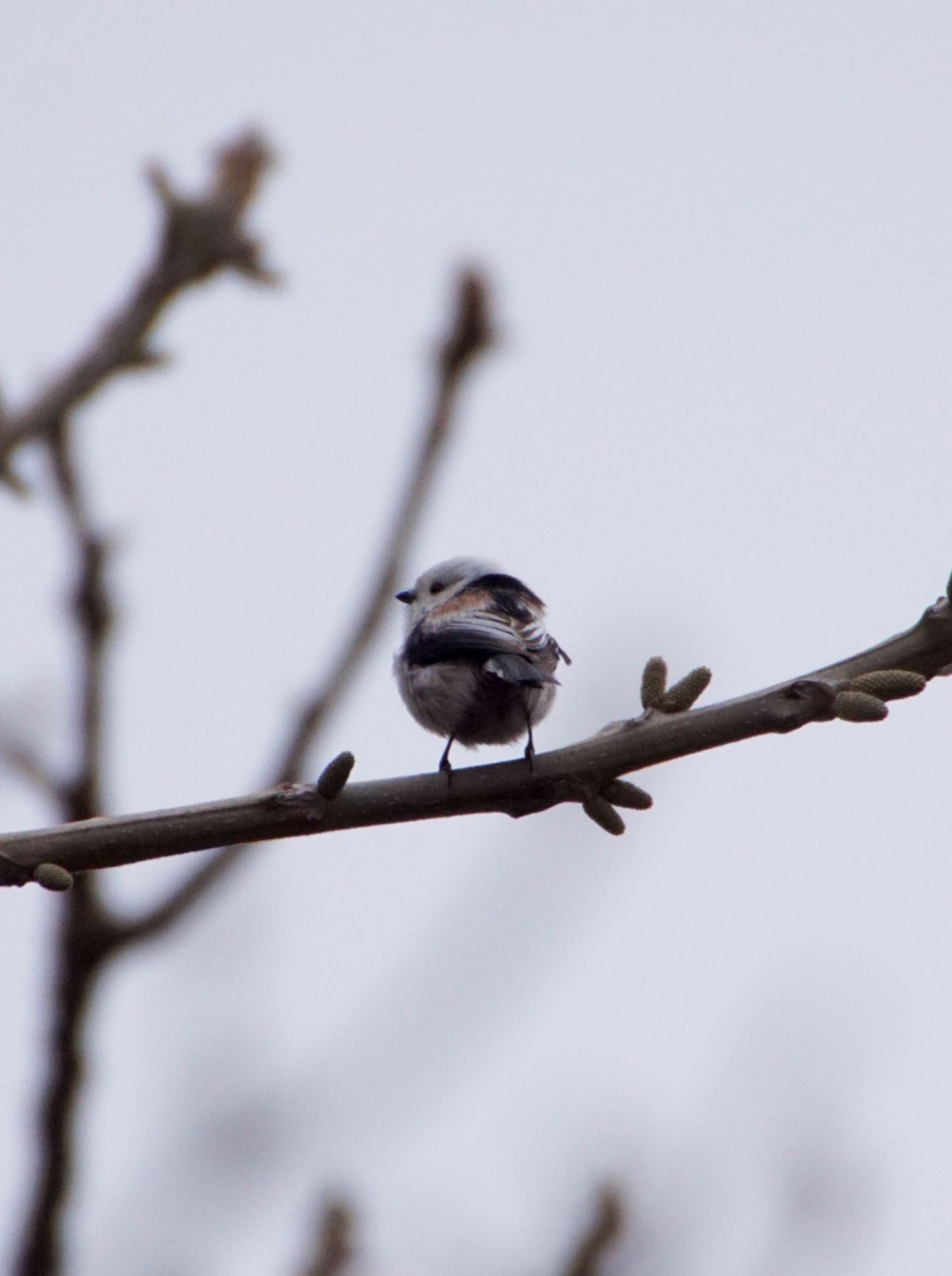 Photo of Long-tailed tit(japonicus) at 真駒内川 by xuuhiro