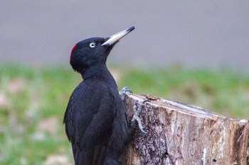 Black Woodpecker Makomanai Park Sun, 4/21/2024