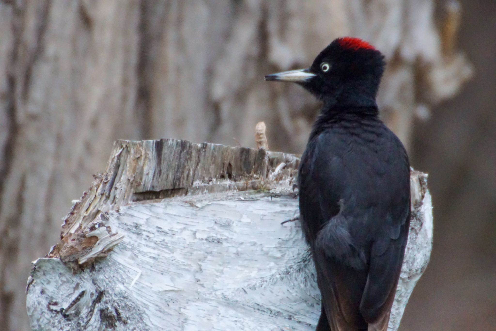 Photo of Black Woodpecker at Makomanai Park by xuuhiro