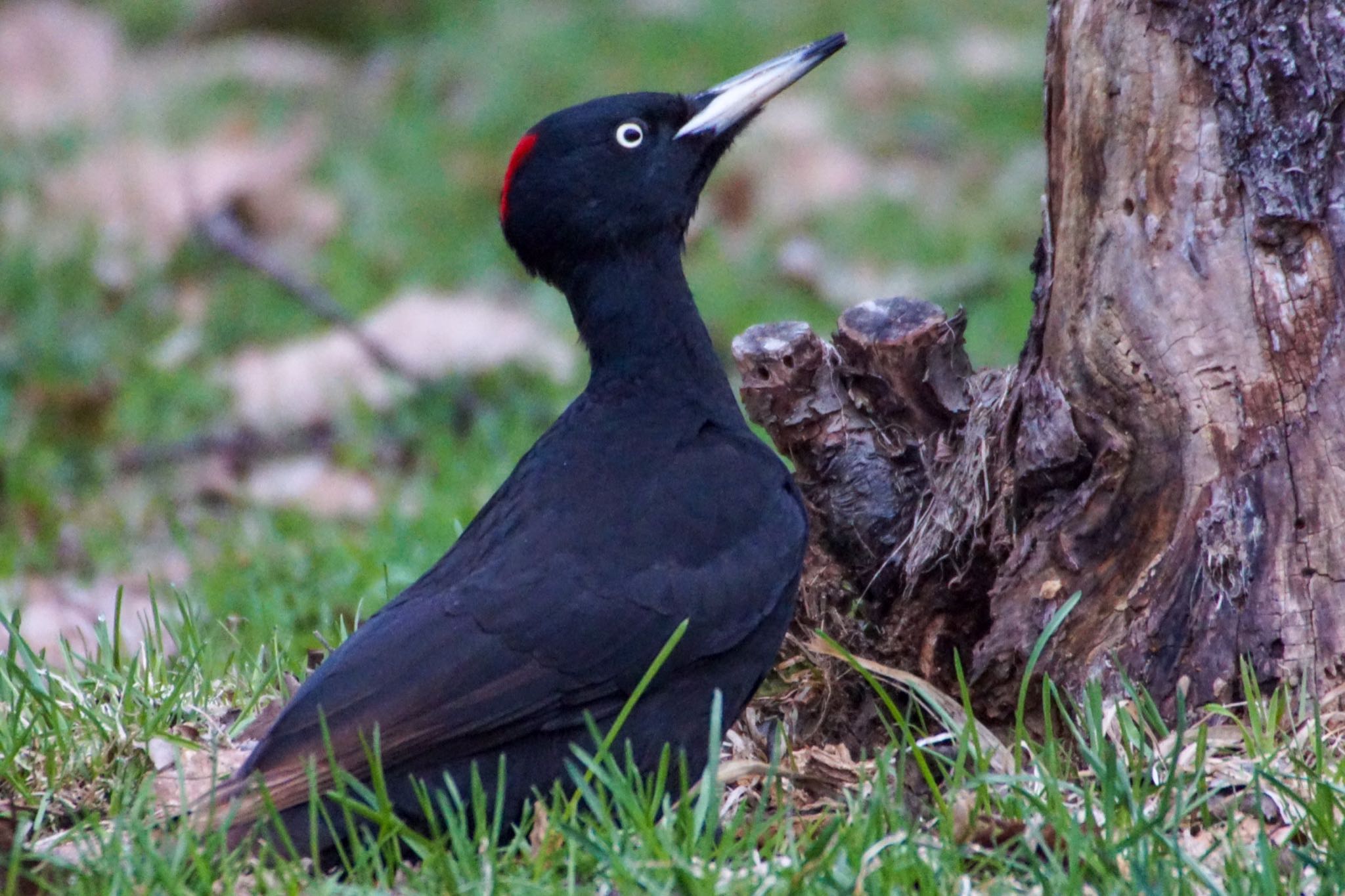 Photo of Black Woodpecker at Makomanai Park by xuuhiro