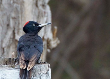 Black Woodpecker Makomanai Park Sun, 4/21/2024