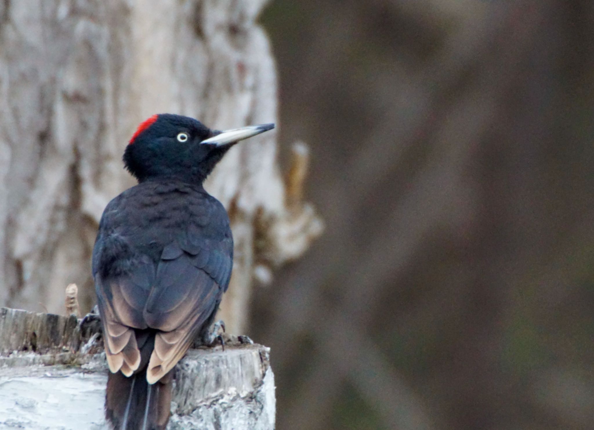 Photo of Black Woodpecker at Makomanai Park by xuuhiro