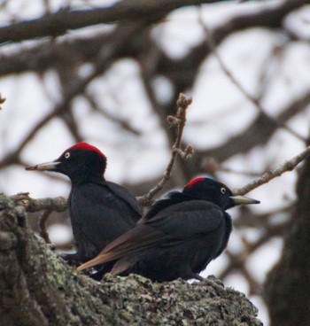 Black Woodpecker Makomanai Park Sun, 4/21/2024