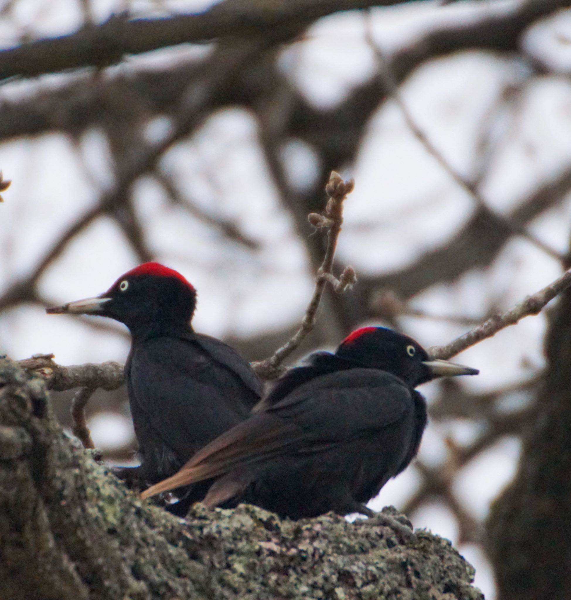 Photo of Black Woodpecker at Makomanai Park by xuuhiro