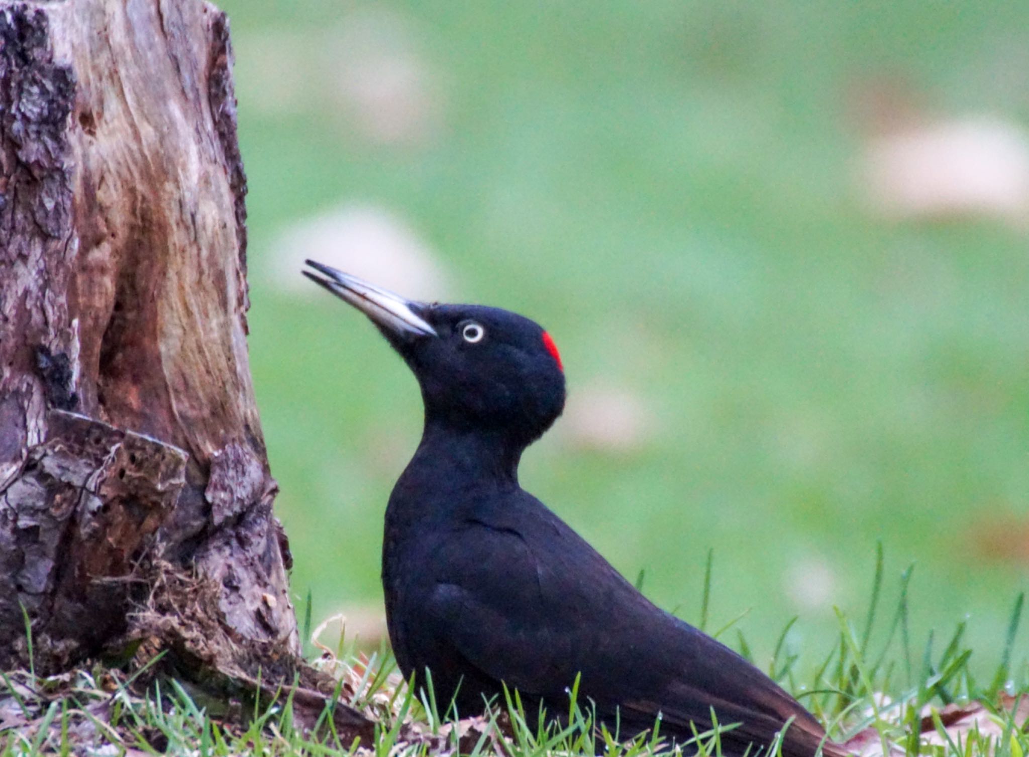 Photo of Black Woodpecker at Makomanai Park by xuuhiro