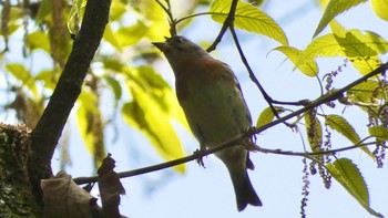 Brambling 奈良県 Wed, 4/17/2024