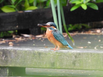 Common Kingfisher ギャザリアビオガーデン　フジクラ木場千年の森 Mon, 4/22/2024