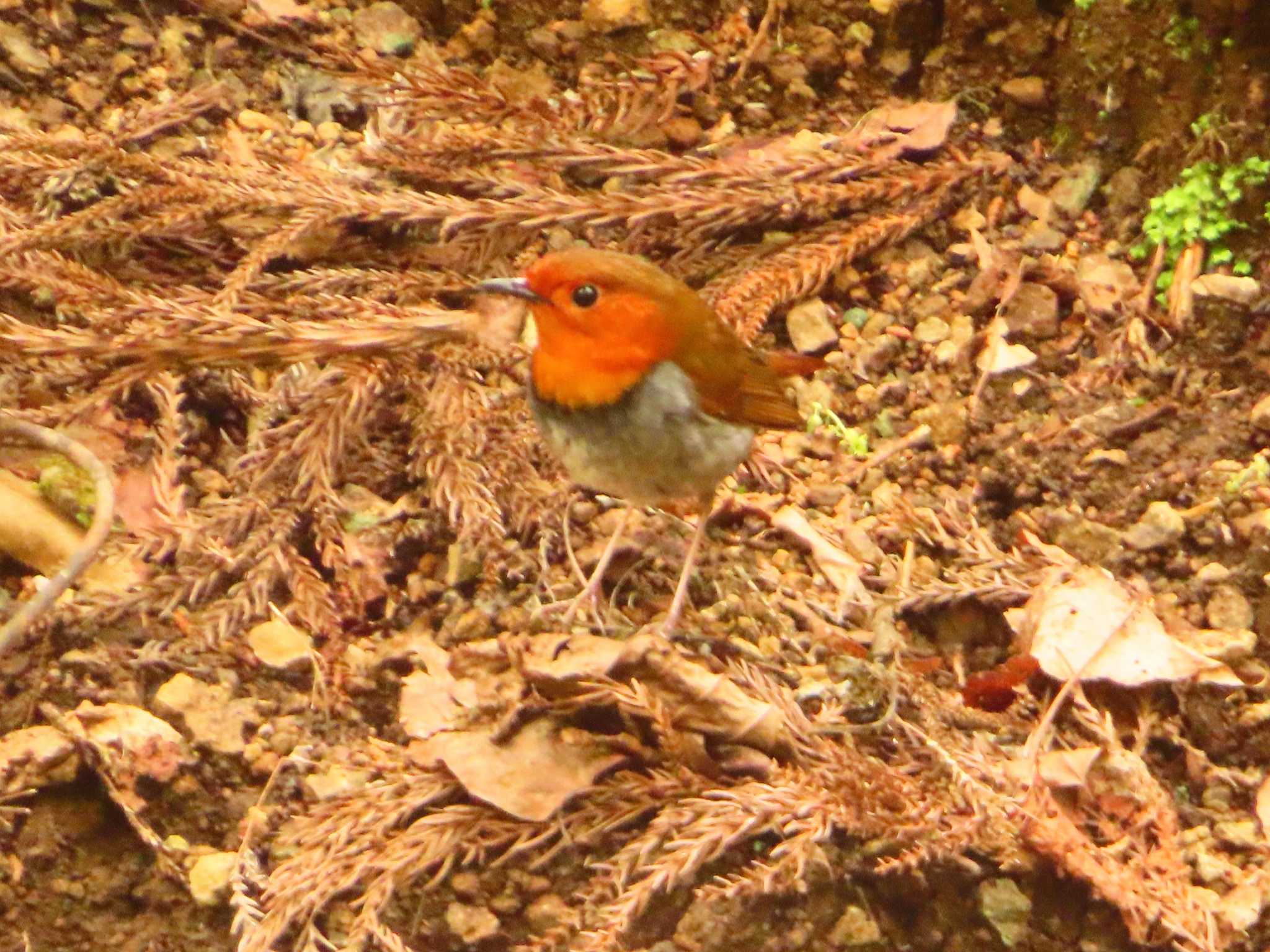 Japanese Robin