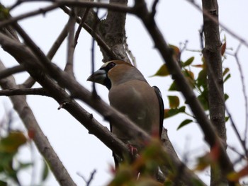 Hawfinch 麻機遊水地 Mon, 4/22/2024