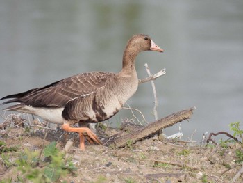 Greater White-fronted Goose 淀川河川公園 Sat, 4/13/2024