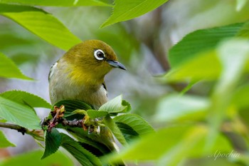 Warbling White-eye 近所 Sun, 4/21/2024