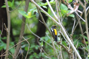 Narcissus Flycatcher 山田池公園 Mon, 4/22/2024