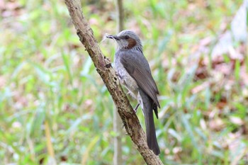 Brown-eared Bulbul 山田池公園 Mon, 4/22/2024