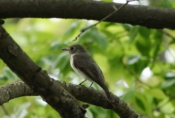 Asian Brown Flycatcher 祖父江ワイルドネイチャー緑地 Mon, 4/22/2024