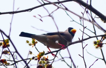 Japanese Grosbeak 日光 Sun, 4/21/2024