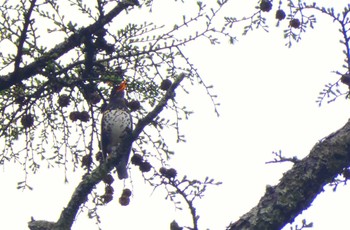 Japanese Thrush 日光 Sun, 4/21/2024