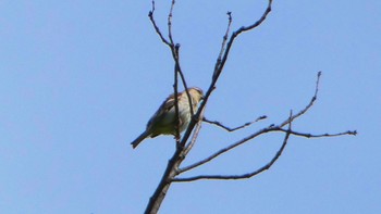 Russet Sparrow 馬見丘陵公園 Sat, 4/20/2024