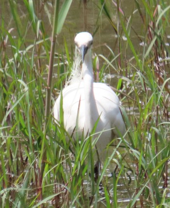 Little Egret Kasai Rinkai Park Sat, 4/20/2024