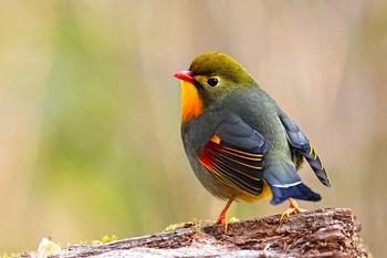 ソウシチョウ 柳沢峠 2024年4月20日(土)