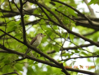 Asian Brown Flycatcher 祖父江ワイルドネイチャー緑地 Mon, 4/22/2024