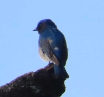 Blue-and-white Flycatcher 権現山(弘法山公園) Sat, 4/20/2024