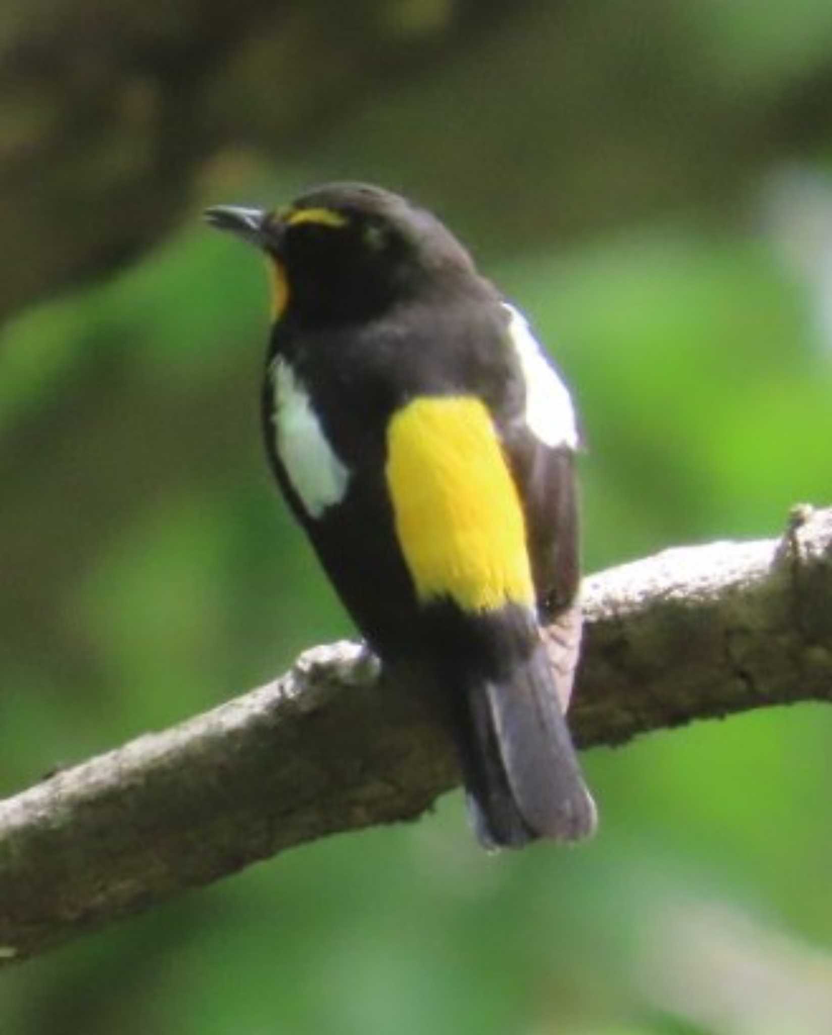 Photo of Narcissus Flycatcher at 権現山(弘法山公園) by 生き物好きのY