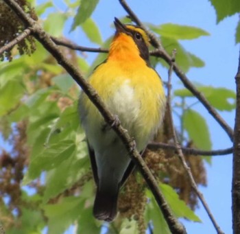 Narcissus Flycatcher 権現山(弘法山公園) Sat, 4/20/2024