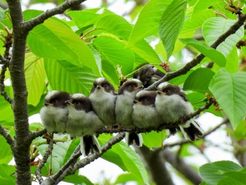 Long-tailed Tit Osaka castle park Mon, 4/22/2024