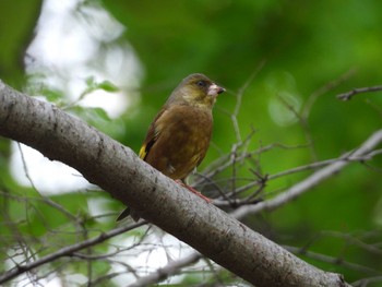 Grey-capped Greenfinch Osaka castle park Mon, 4/22/2024