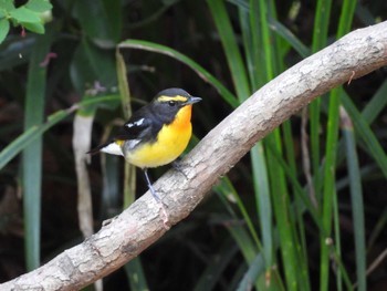 Narcissus Flycatcher Osaka castle park Mon, 4/22/2024