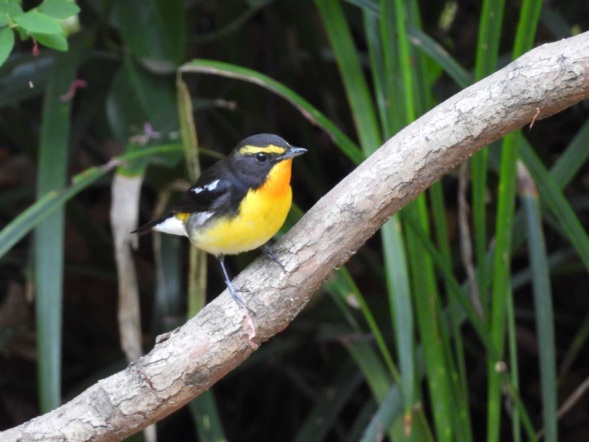 Photo of Narcissus Flycatcher at Osaka castle park by samasama3